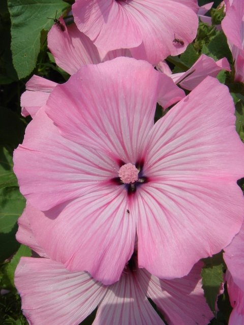 Lavatera trimestris 'Beauty'